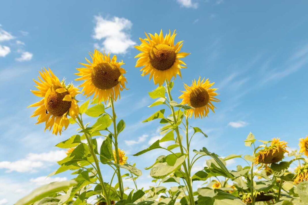 : Saulėgrąžų auginimas dideliame, žydinčiame geltonų žiedų lauke, kuris tęsiasi iki horizonto po giedru vasaros dangumi.