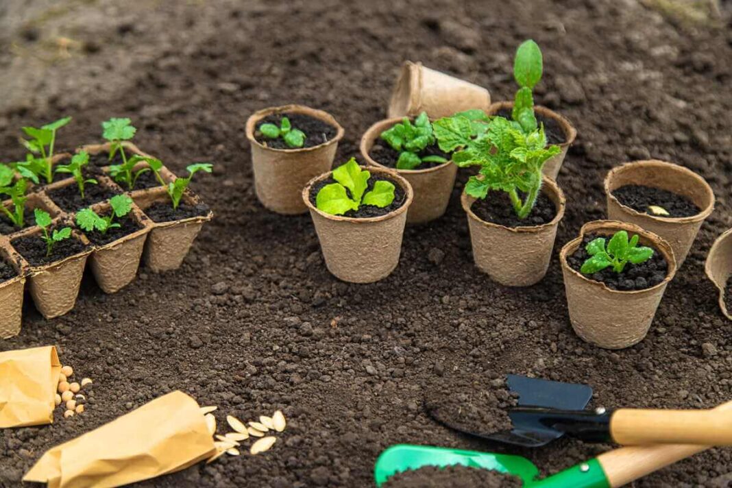sėjos kalendorius padeda parinkti tinkamiausią laiką daržovių daigų auginimui durpiniuose vazonėliuose.