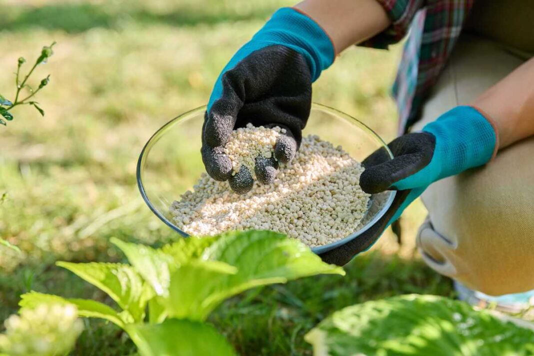 Serbentų priežiūra pavasarį: vaizduojamas sodininkas, barstantis pelenus aplink juodųjų serbentų krūmą saulėtą dieną sode.