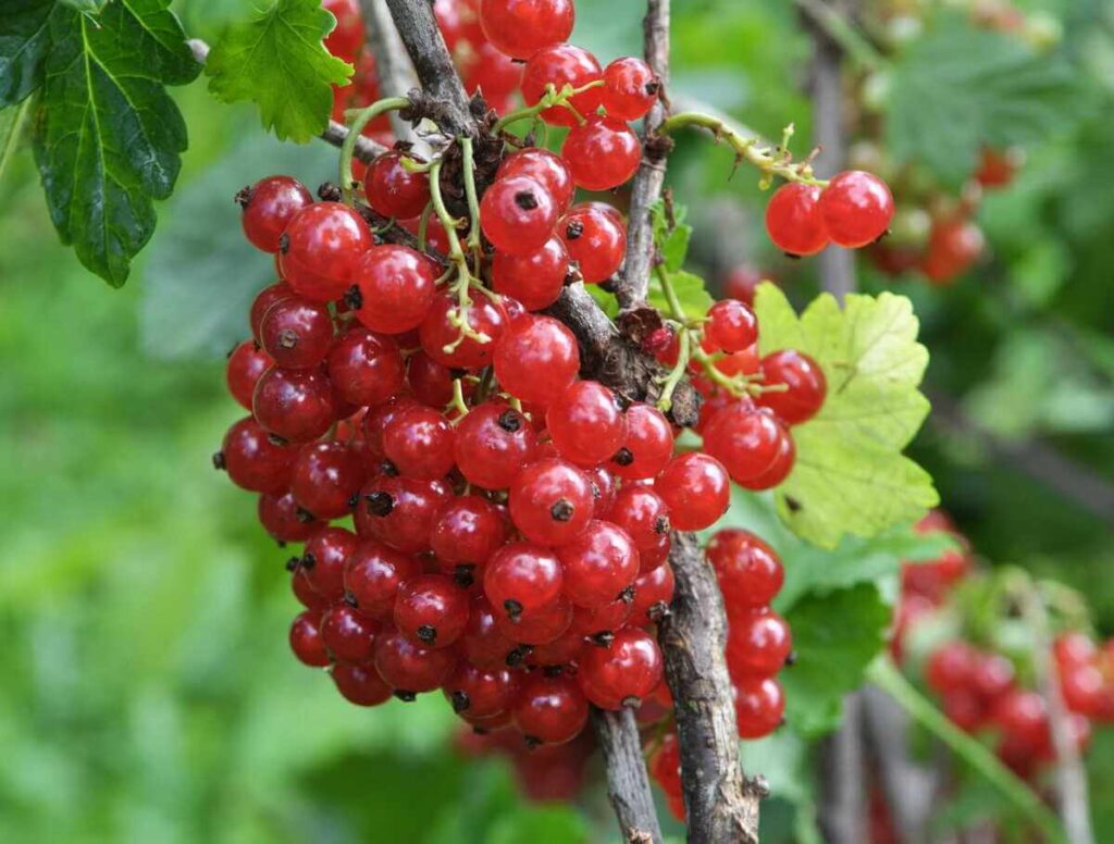 Serbentų sodinimas: stambiu planu vaizduojamos rankos, laikančios sveiką serbentų sodinuko šaknų sistemą virš tamsios, drėgnos dirvos saulėtą pavasario dieną.