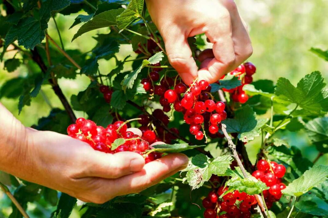 Serbentų tręšimas pavasarį padeda užauginti sveikas ir sultingas raudonąsias uogas vasarai.