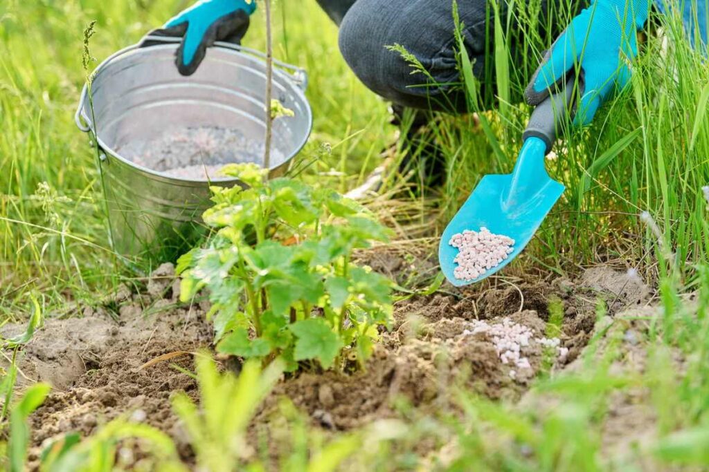 Serbentų tręšimas pavasarį naudojant specialius birius papildus ir sodo įrankius prie krūmo.