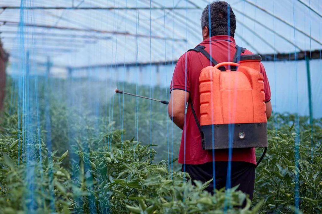 Šiltnamio dezinfekcija prieš sezoną purškiant konstrukcijas apsauginėmis priemonėmis nuo kenkėjų.