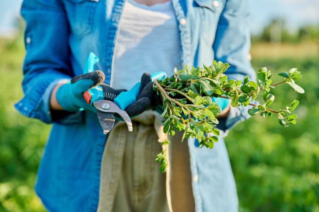sodo tvarkymas pavasarį naudojant profesionalias genėjimo žirkles ir ruošiant augalus augimui.