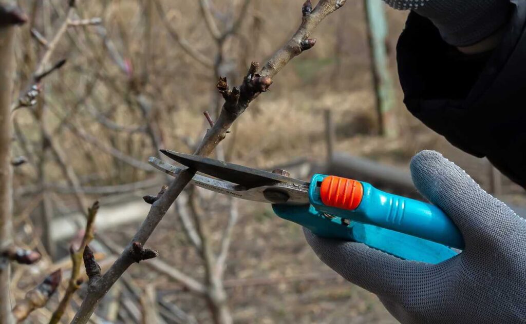 sodo tvarkymas pavasarį genint vaismedžių ar krūmų šakas kovo mėnesį.