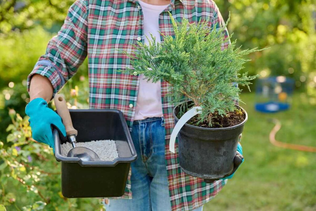 spygliuočių sodinimas sėkmingai atliekamas naudojant tinkamą substratą ir kokybiškas mineralines medžiagas.