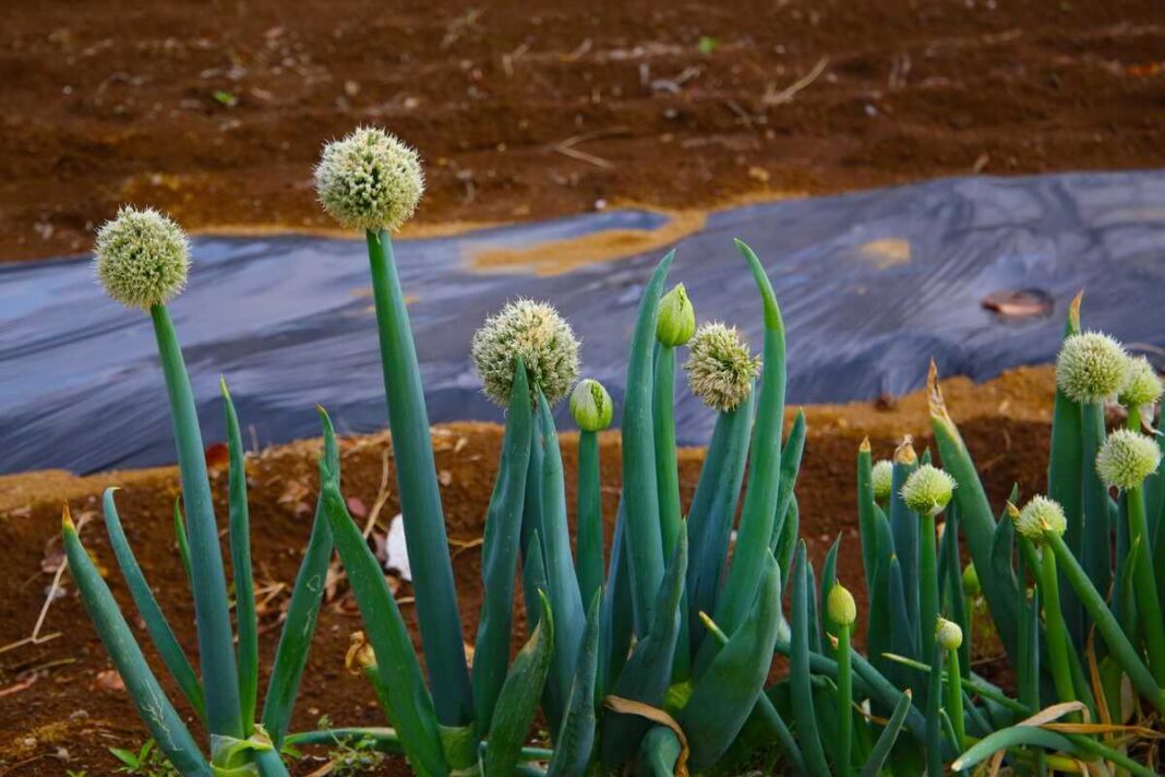 Svogūnų auginimas lauke, kuriame matomi stori žali svogūnų laiškai su rutuliškais baltais žiedynais ant stiebų priešais plėvelę lysvėje.