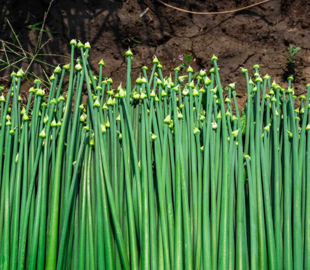 Svogūnų auginimas turgui, kuriame rodoma krūva nupjautų ilgų žalių svogūnų stiebų su mažais pumpurais galuose ant žemės.
