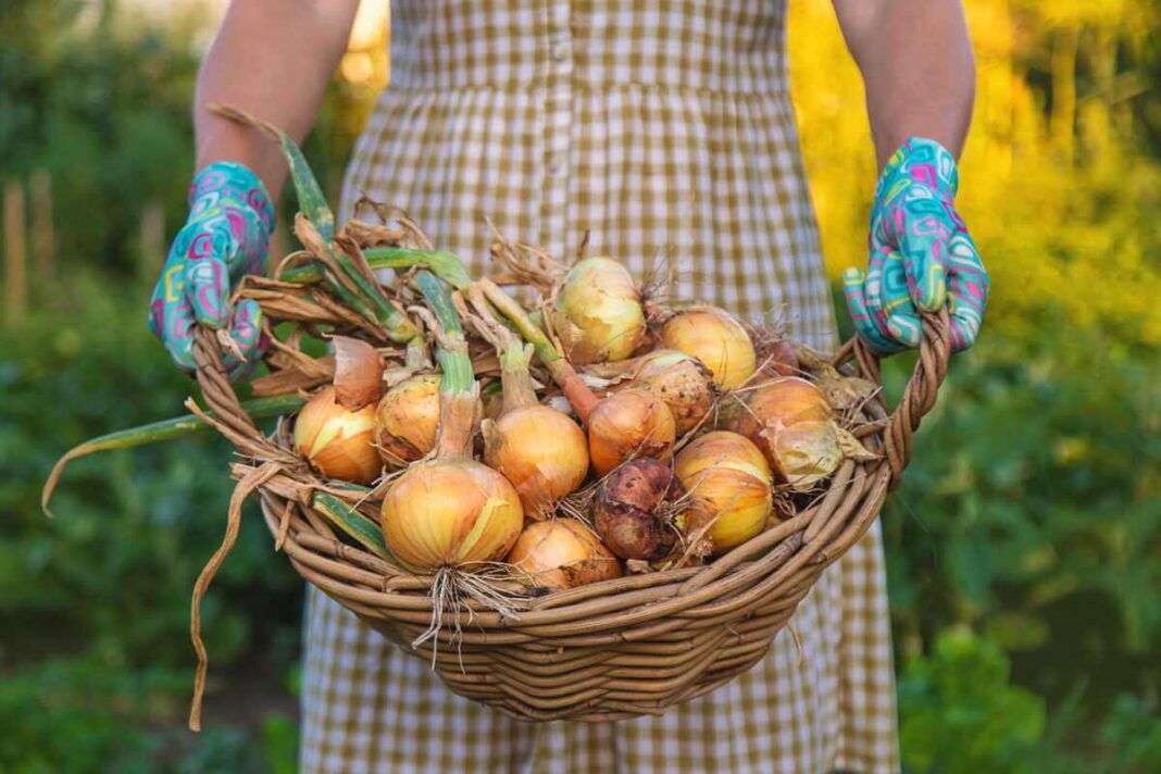 svogūnų sodinimas į paruoštą gūbrį rankomis su apsauginėmis pirštinėmis.