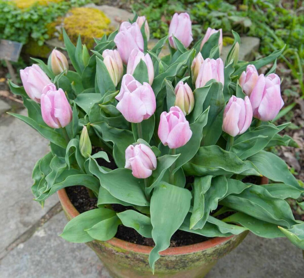 Tulpių auginimas: vaizduojama tanki rožinių tulpių su žaliais lapais puokštė, auganti dideliame moliniame vazone pavasario gėlyne.