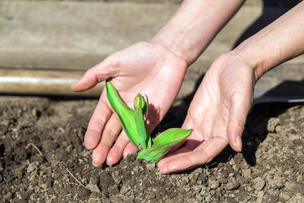 Tulpių auginimas: moters rankos atsargiai laiko ir sodina nedidelį žalią tulpės daigą su pumpuru į tamsią, purią žemę pavasarį.