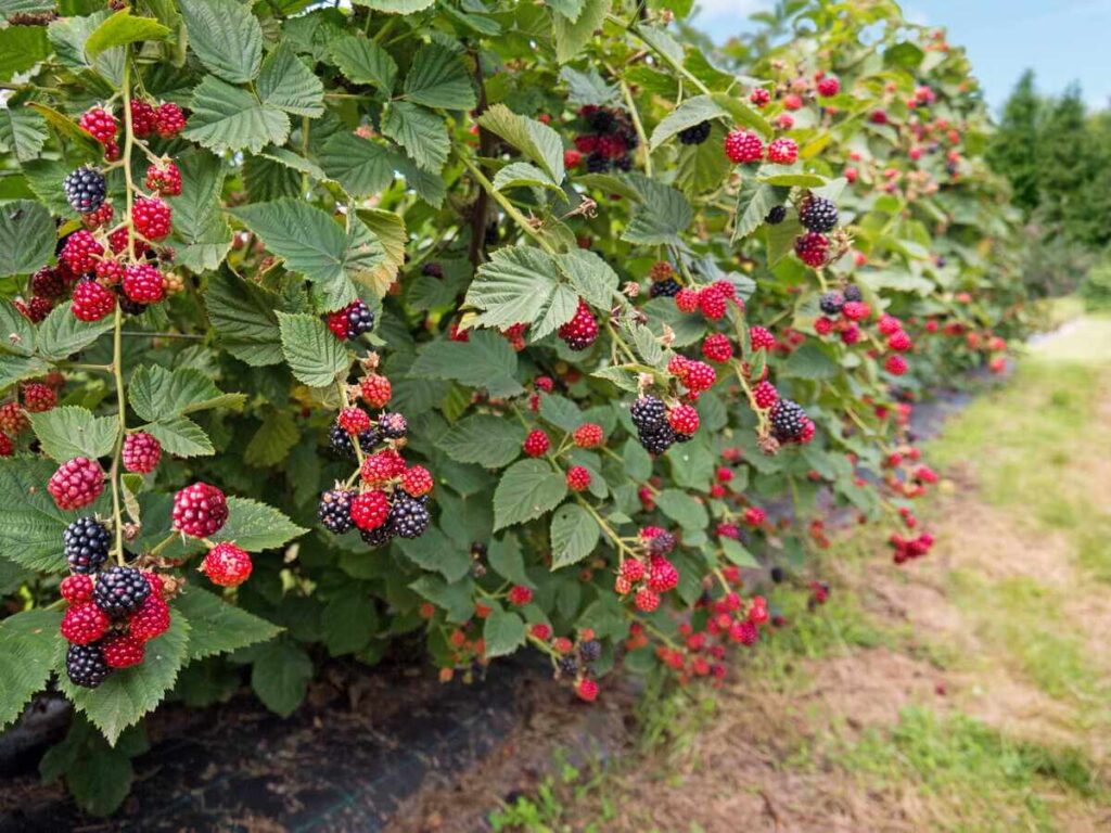Uogakrūmių tręšimas duoda puikių rezultatų, ką patvirtina gausus raudonųjų serbentų derlius ant šakų vasarą.