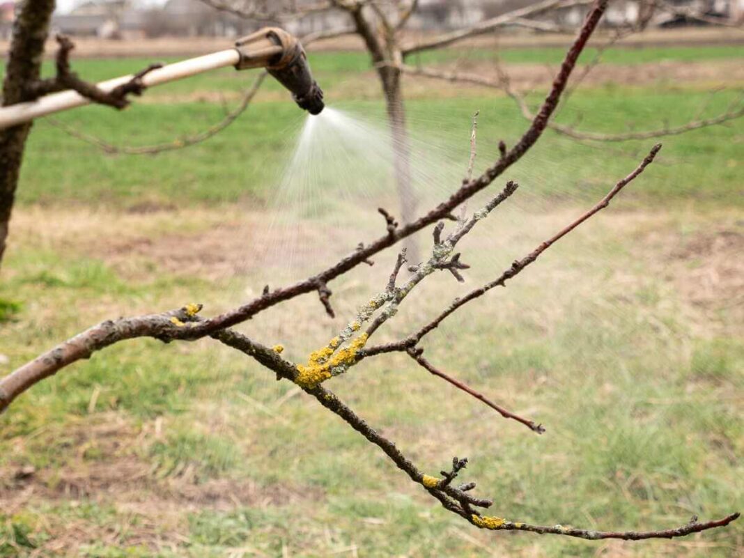 Vaismedžių priežiūra pavasarį apima šakų purškimą specialiomis priemonėmis, saugančiomis nuo parazitų ir ataugų.