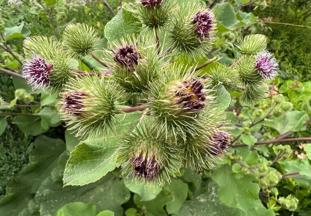 Valgomoji varnalėša paruošta kaip tradicinis japoniškas užkandis, supjaustytas plonais šiaudeliais ir patiektas keraminėje lėkštėje.