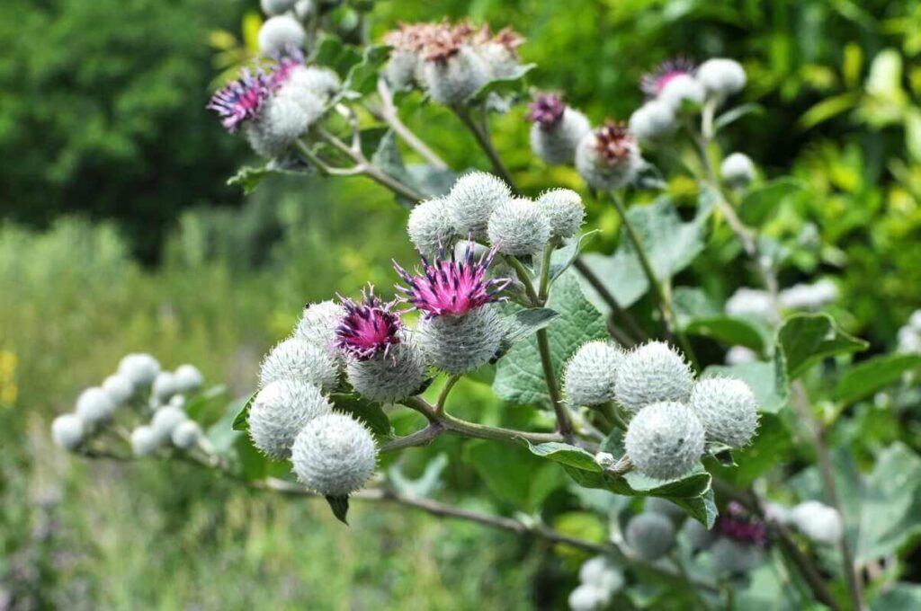 Valgomoji varnalėša pavaizduota kaip nuvalytos ir šviežiai paruoštos šaknys šalia žalių augalo lapų ant medinio paviršiaus.