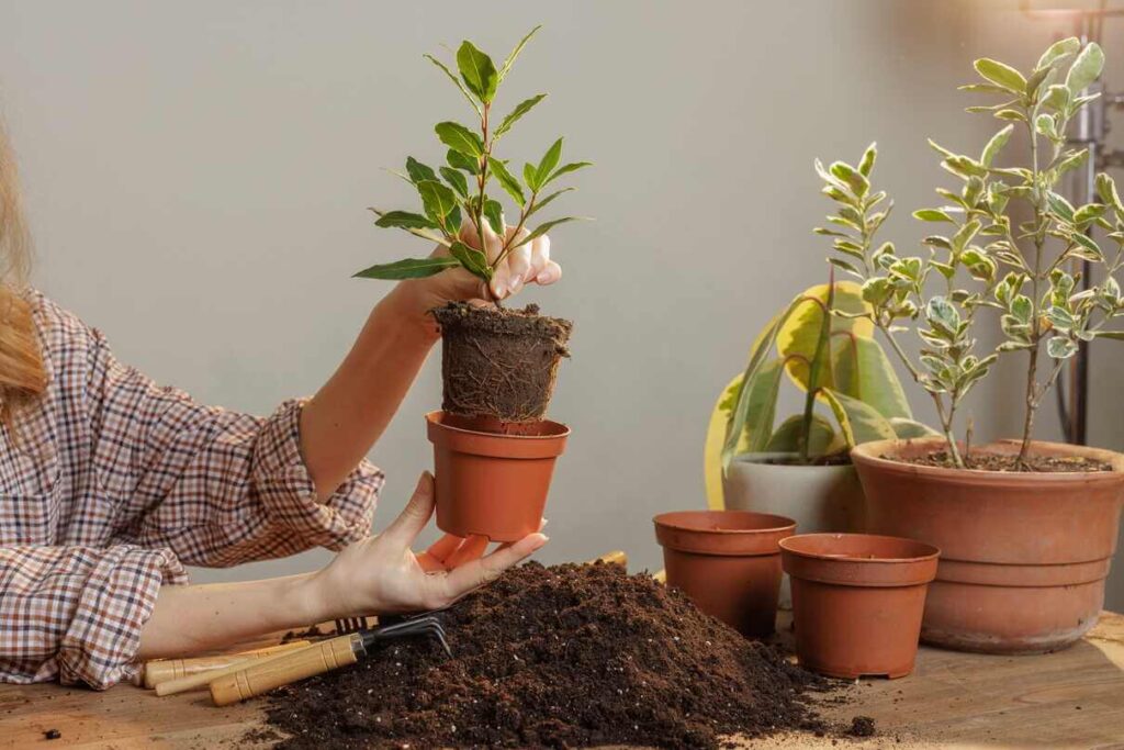 Vazonų žemė naudojama pavasariniam augalų perkėlimui į didesnes talpas, užtikrinant sveiką šaknų sistemos vystymąsi.