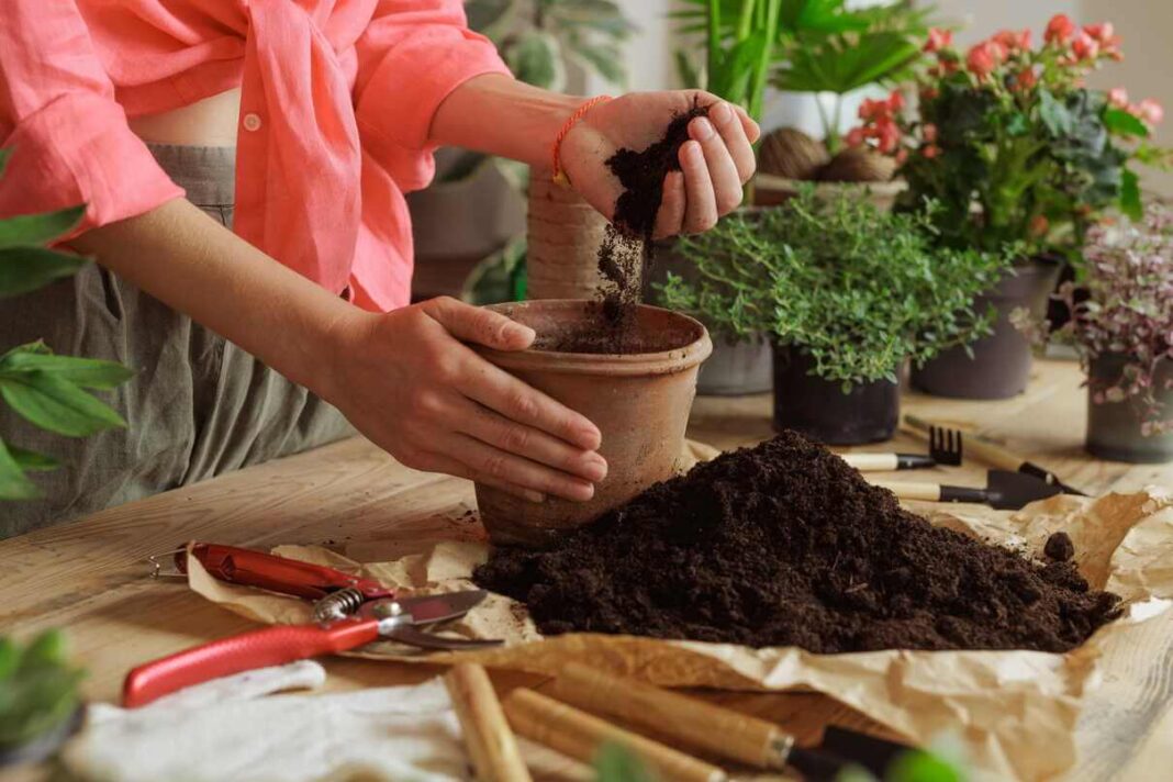 Vazonų žemė pilama į molinę talpą ruošiantis naujam sodinimo sezonui ir siekiant pagerinti dirvožemio purumą.