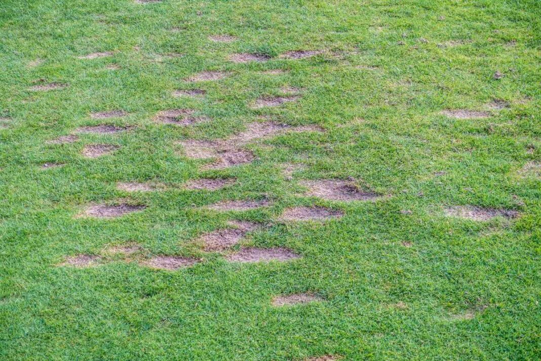 Vejos lyginimas pavasarį naudojant specialų metalinį tinklą arba lyginimo rėmą padeda tolygiai paskirstyti dirvožemio mišinį.