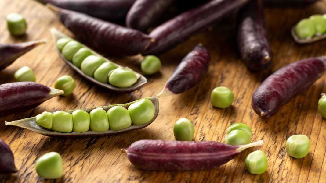 Violetiniai žirniai išlukštenti ant medinio paviršiaus, matomos ryškios ankštys ir sultingi žali grūdeliai viduje.