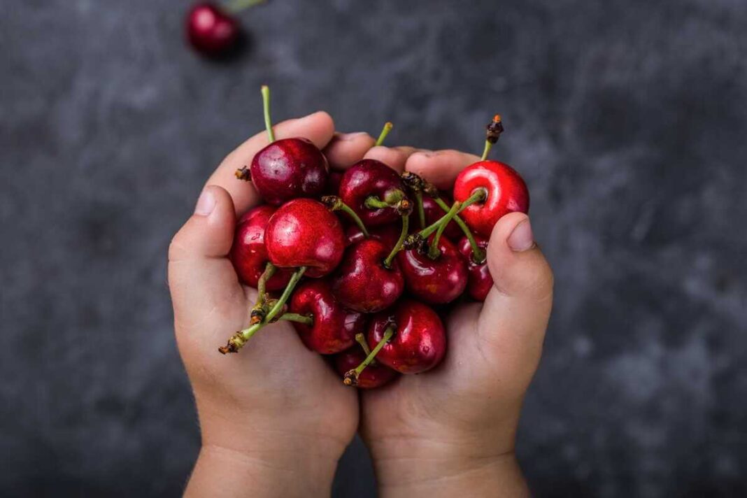 Vyšnių auginimas ir derliaus nuėmimas, kai moters rankos laiko didelę saują tamsių, blizgančių uogų su koteliais virš tamsaus fono.