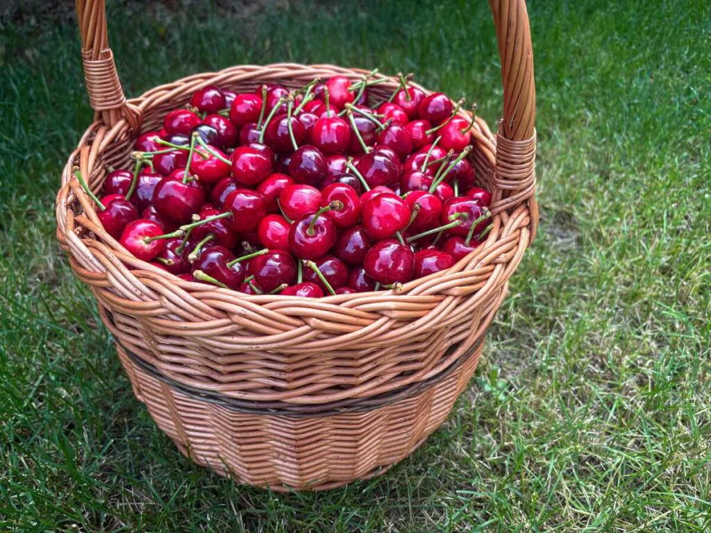 šnių tręšimas užtikrina, kad vasarą galėsite džiaugtis pilnais krepšiais saldžių vaisių.