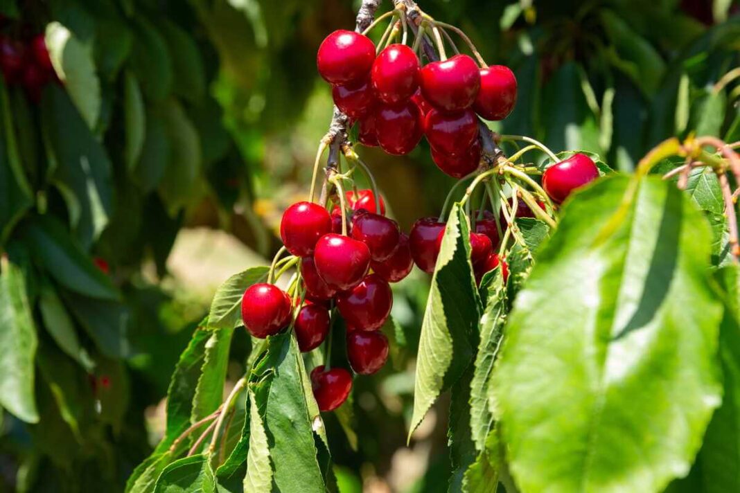 Vyšnių tręšimas pavasarį naudojant skystus papildus jauno vaismedžio augimui skatinti sode.