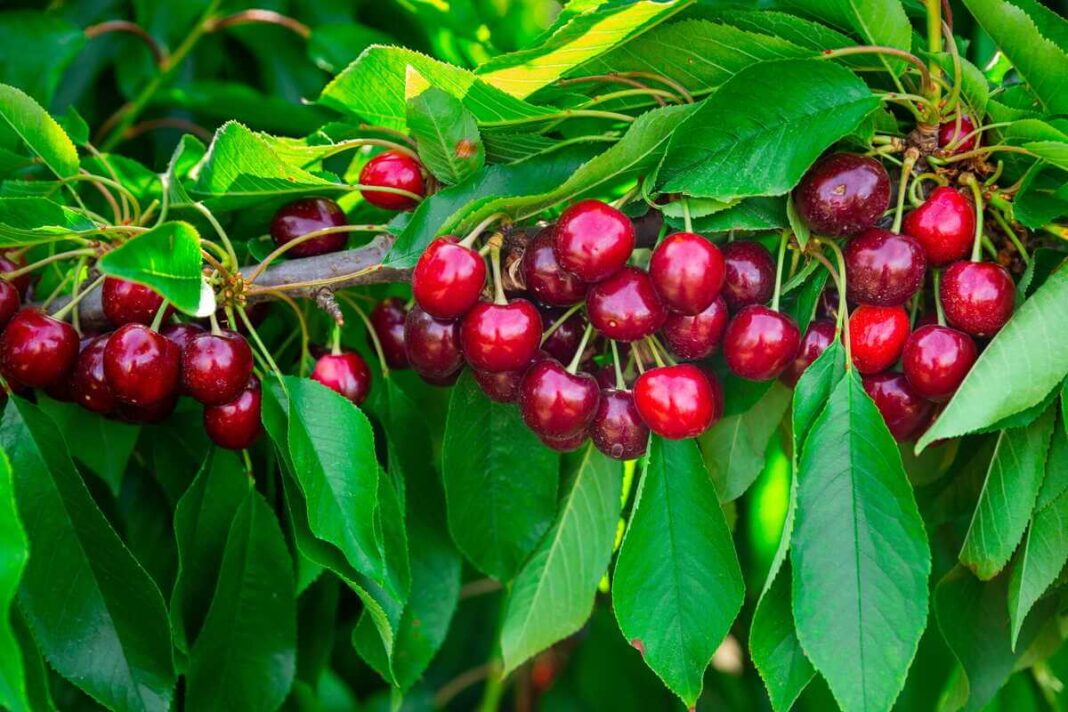 Vyšnių tręšimas skatina gausų prinokusių uogų derlių tiesiai ant vaismedžio šakų.