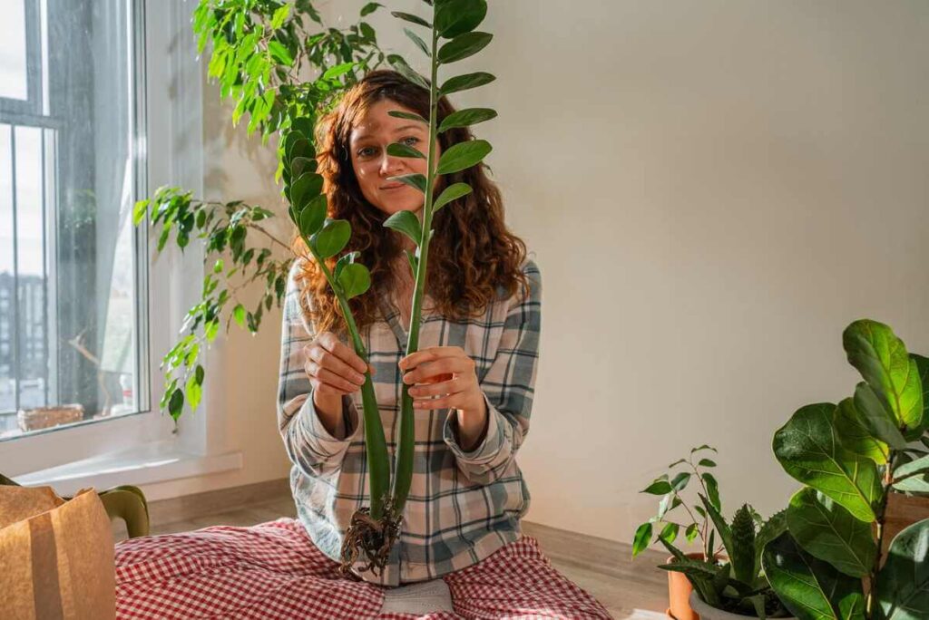 Zamiokulko priežiūra pavasarį, kai gėlė persodinama į naują vazoną, apžiūrint jos šaknis ir gumbus.