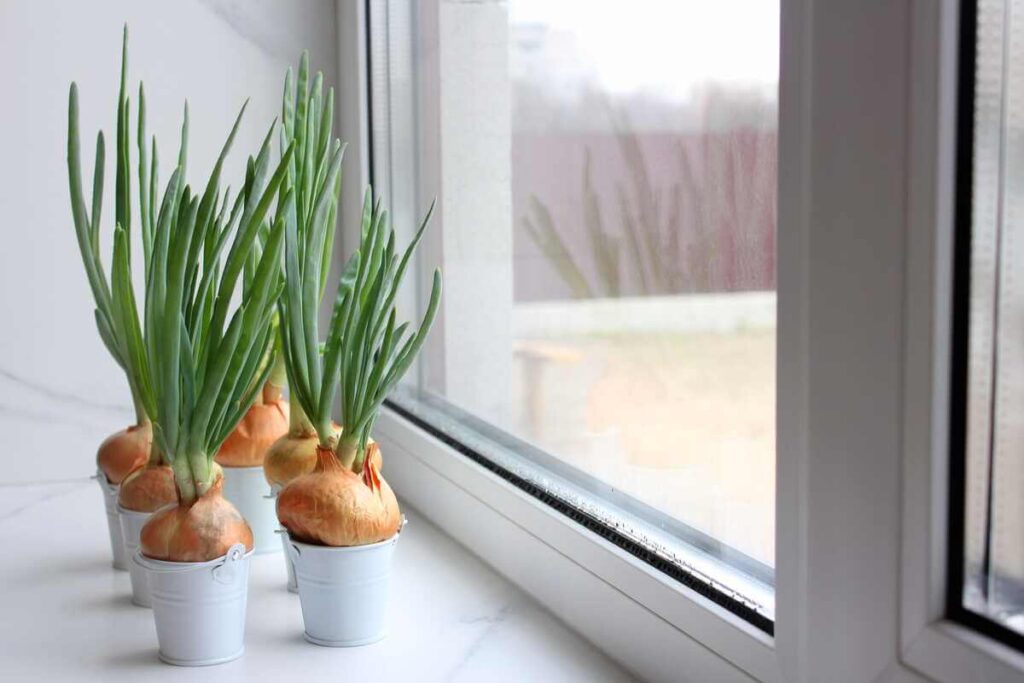 Žieminiai svogūnai su vešliais žaliais laiškais auga baltuose vazonėliuose ant šviesios palangės.