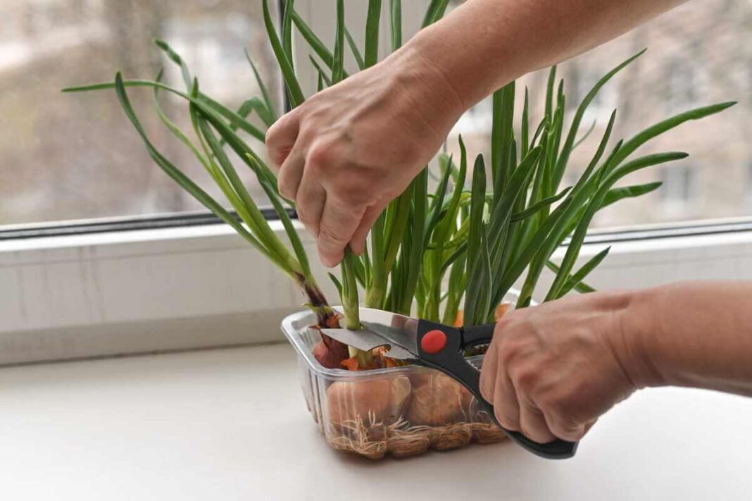 Žieminiai svogūnai kerpami žirklėmis pavasarį, kai auginami plastikiniame inde ant palangės.