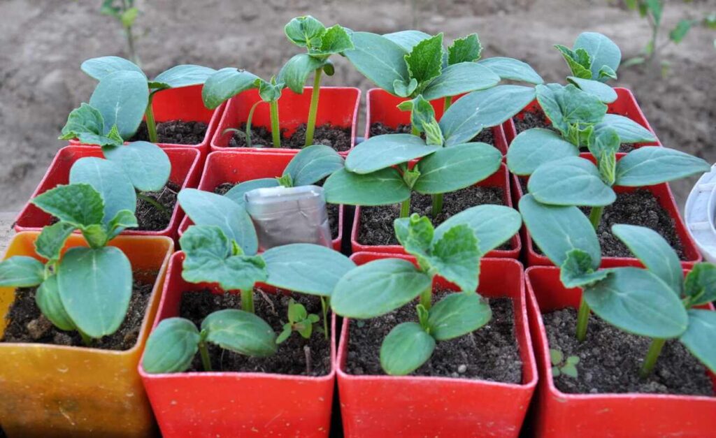 Agurkų sėjimas į dirvą bus sėkmingesnis, jei pradžioje daigai bus tinkamai paruošti vazonėliuose pavasarį.