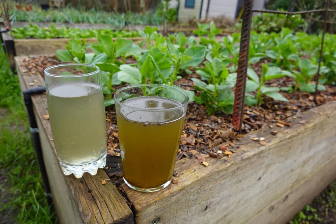 Alaus gaudyklės nuo šliužų.