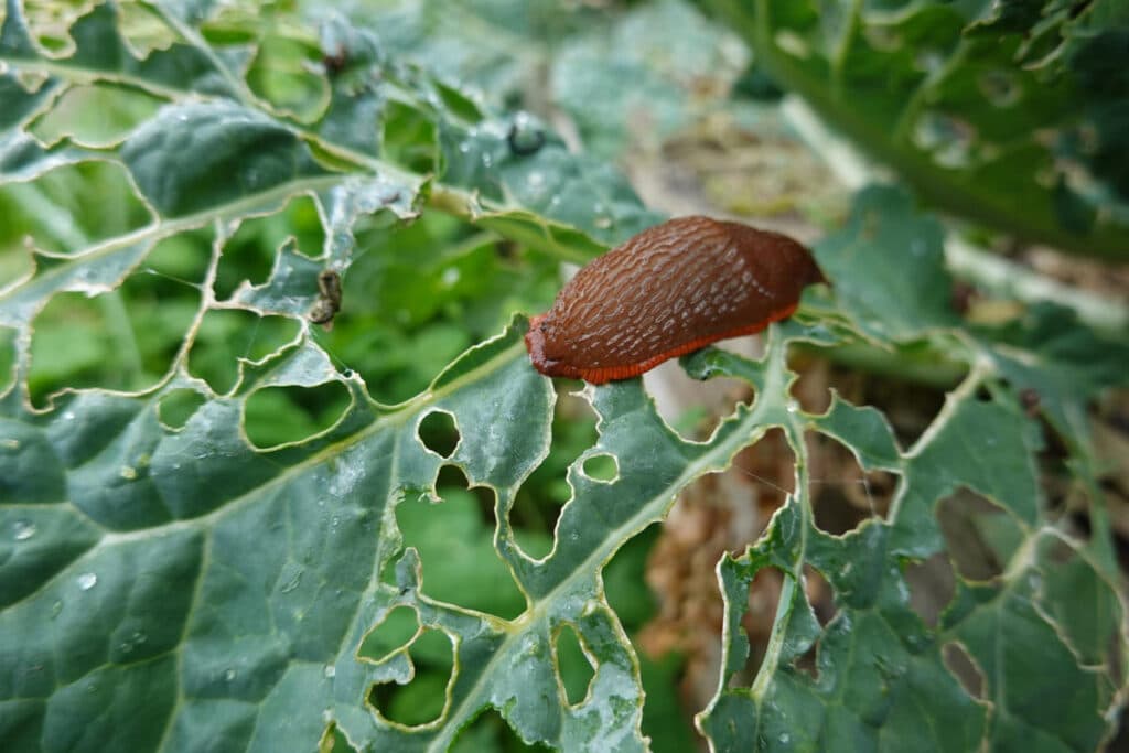 Alaus gaudyklės nuo šliužų. Šliužas graužia kopūsto lapus.