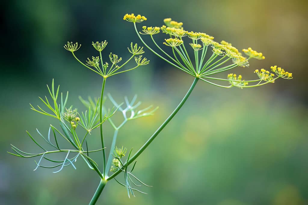 Amarai ant agurkų. Žydintys krapai.