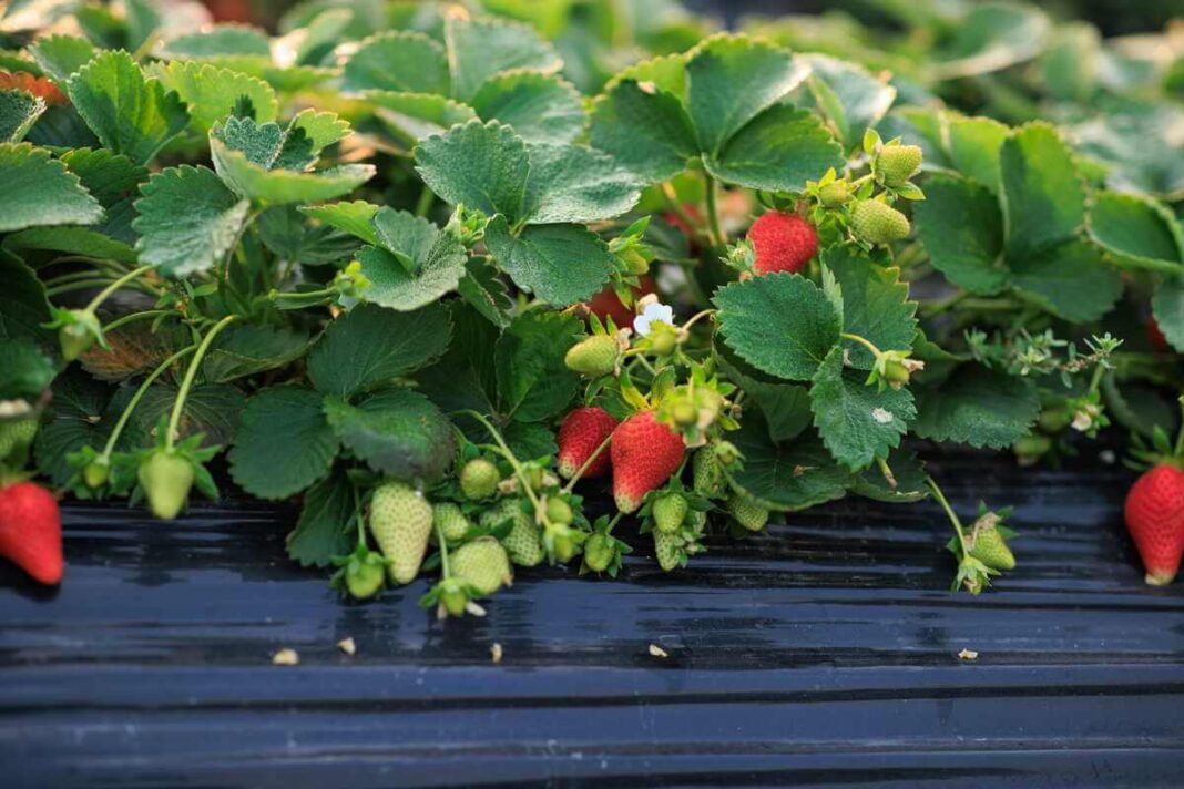 Braškių auginimas darže naudojant juodą plėvelę padeda išlaikyti uogas švarias ir apsaugo jas nuo sąlyčio su drėgna žeme.