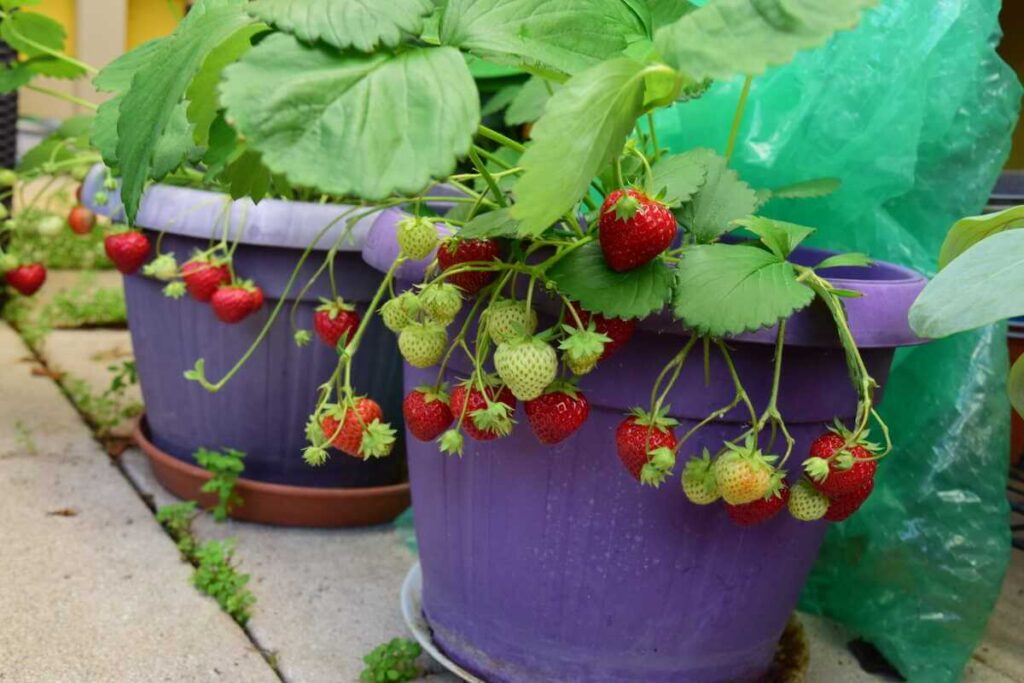 Braškių auginimas darže gali vykti ir talpose, kur svirančios raudonos uogos sukuria dekoratyvų vaizdą balkone ar terasoje.