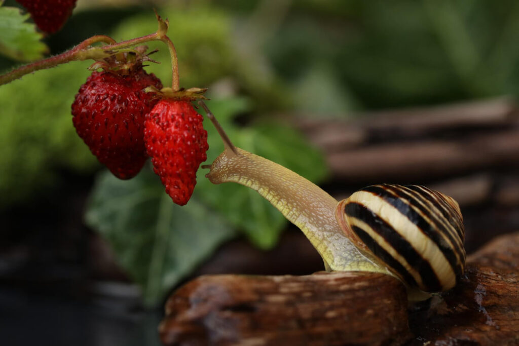 Braškių auginimo triukai. Šliužas valgo braškę.