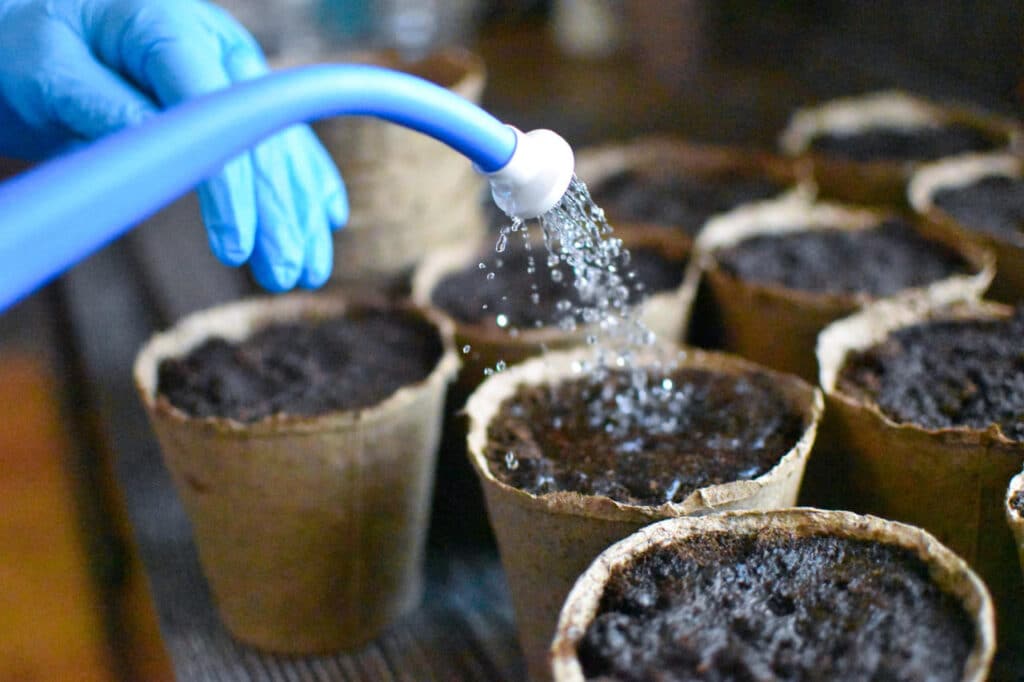 Daigų auginimas. Laistymas prieš trąšas.