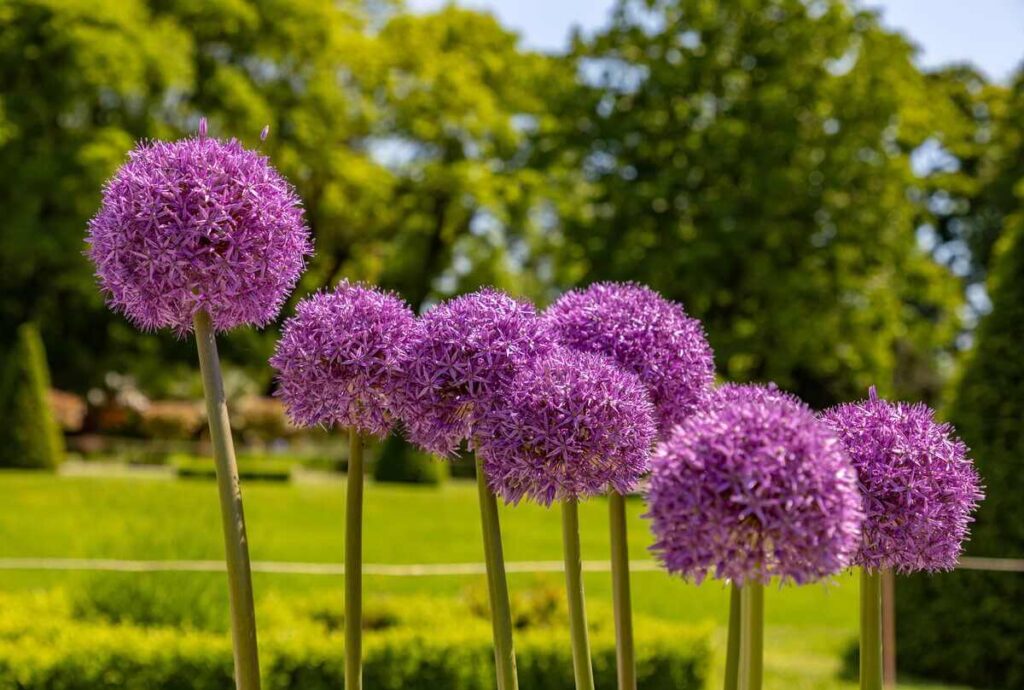 Dekoratyvinis česnakas sode išsiskiria aukštais stiebais ir ryškiais violetiniais žiedais, kurie sukuria vertikalų akcentą žaliame peizaže.