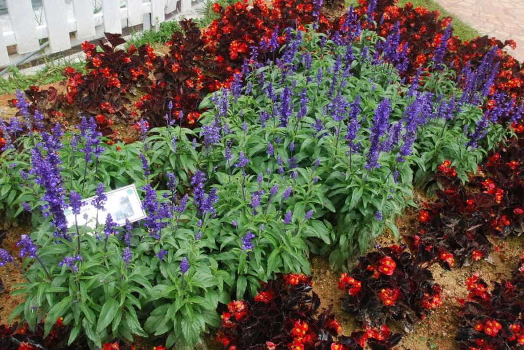 Gėlės kovai su piktžolėmis, pavyzdžiui, šie ylalapiai flioksai, suformuoja ryškų kilimą ir uždengia dirvą.