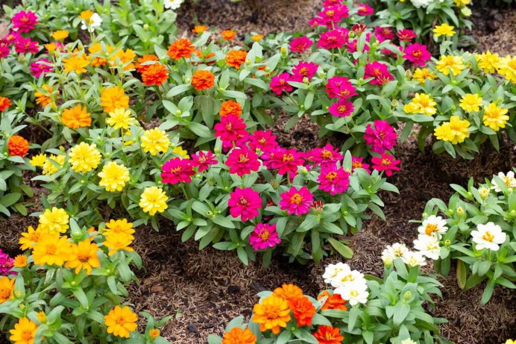 Gėlės kovai su piktžolėmis, pavyzdžiui, šios žiemės, greitai užpildo laisvą plotą ir neleidžia nepageidaujamiems augalams prasibrauti.