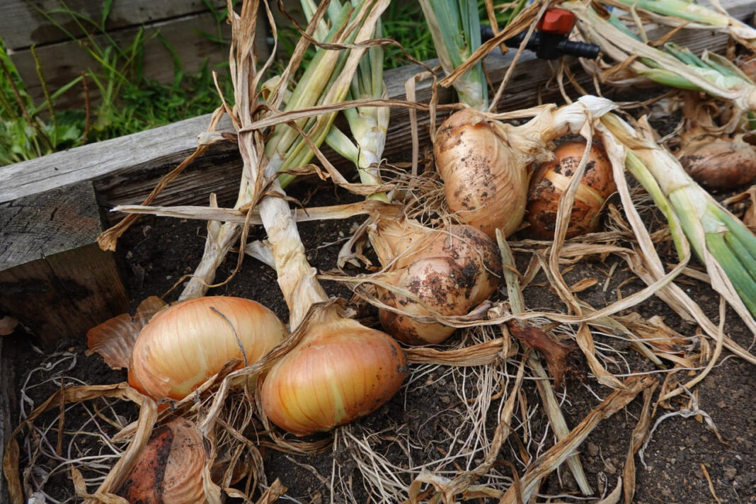 Kaip užauginti didelius svogūnus.