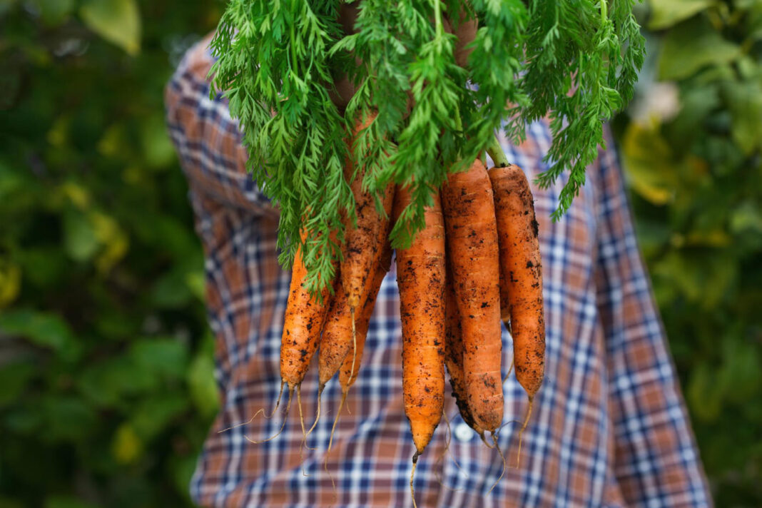 Kaip užauginti lygias morkas.
