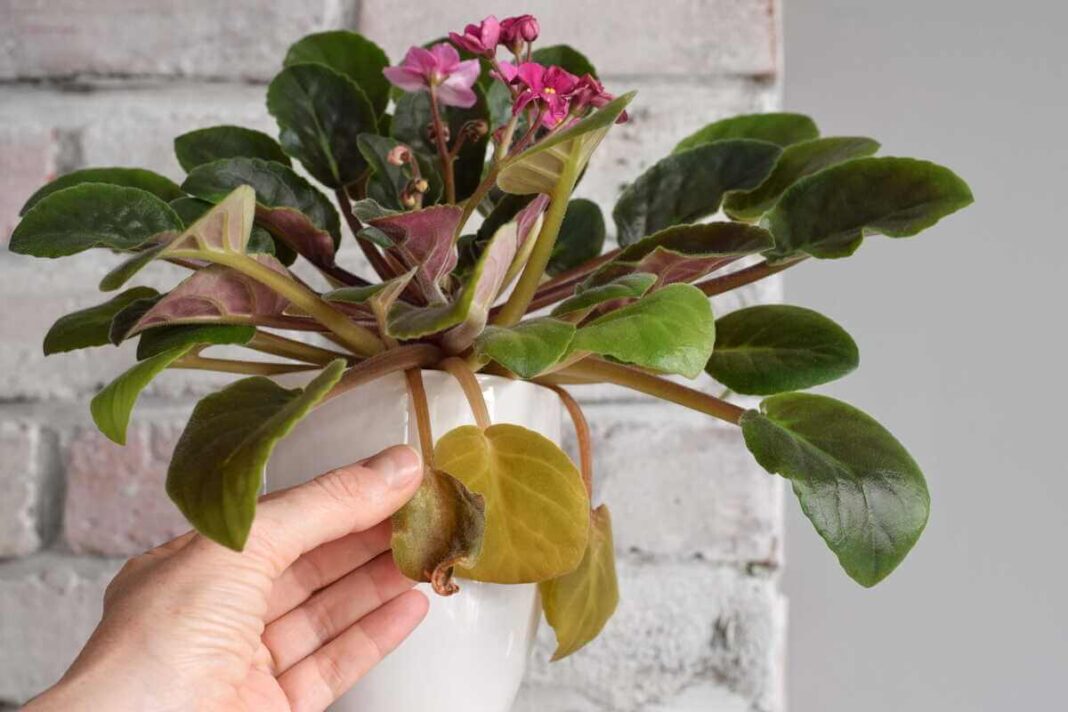 Kambarinių gėlių priežiūra reikalauja stebėti augalo būklę, kai ranka liečiamas pageltęs ir džiūstantis žibuoklės lapas.