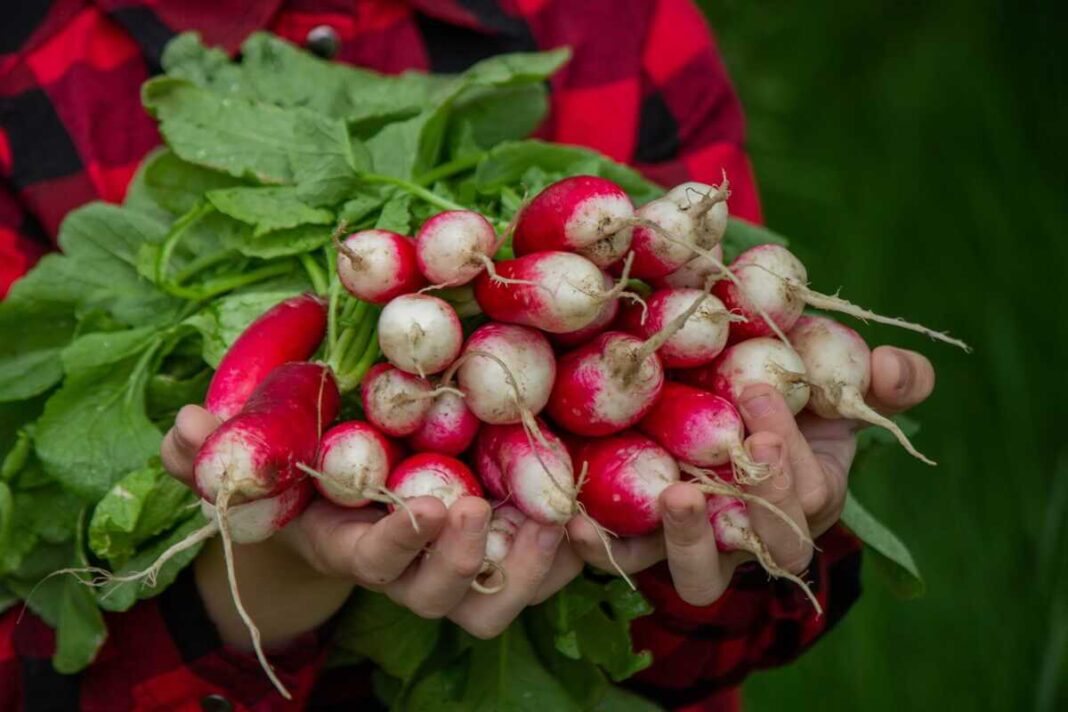 Kodėl ridikėliai būna kartūs, galima suprasti apžiūrint šviežiai nuskintą daržovių ryšulį vaiko rankose.