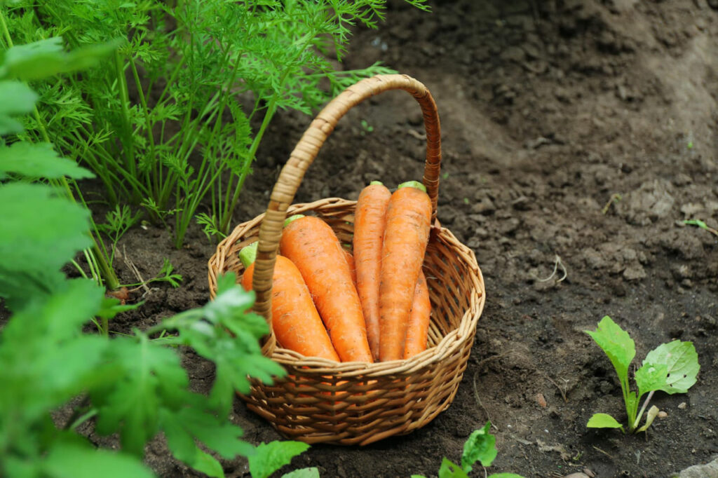 Morkų auginimo paslaptys. Puikus morkų derlius.