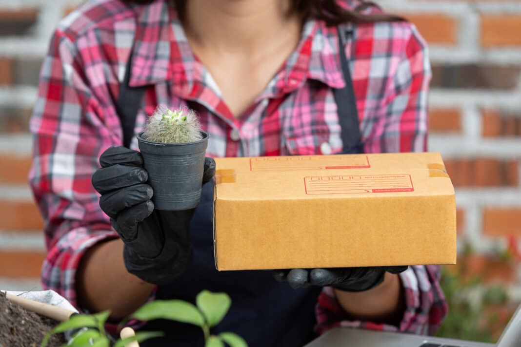 Mulčiavimas kartonu.