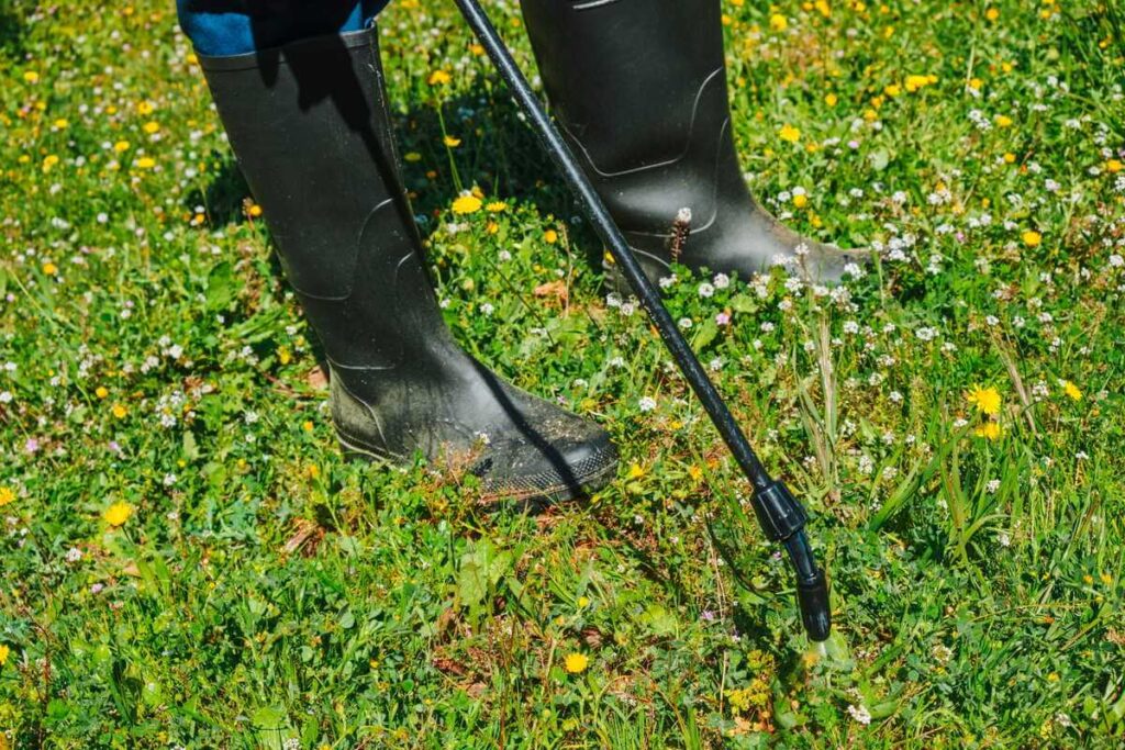 Piktžolių naikinimas vejoje naudojant specialų įrankį padeda pašalinti augalus su visomis šaknimis nepažeidžiant aplinkinės žolės.