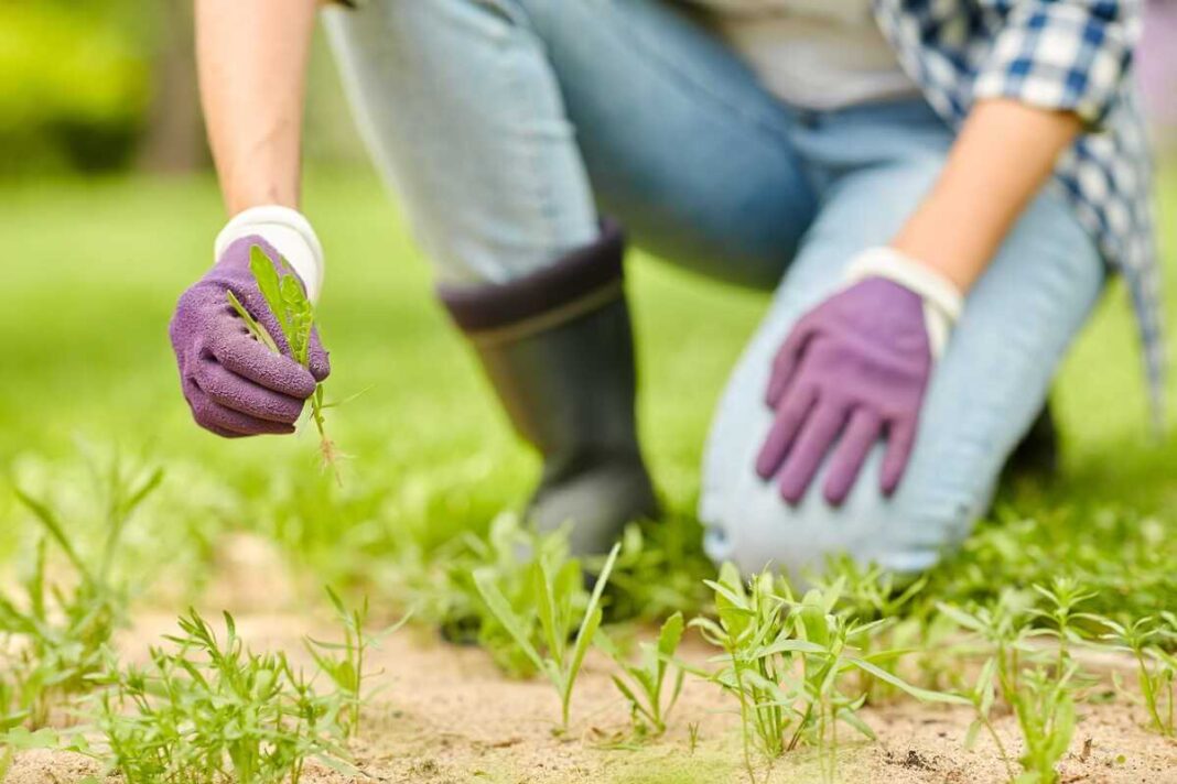 Piktžolių naikinimas vejoje yra būtinas pavasarį, kai geltonos kiaulpienės pradeda sparčiai plisti po visą žalią plotą.