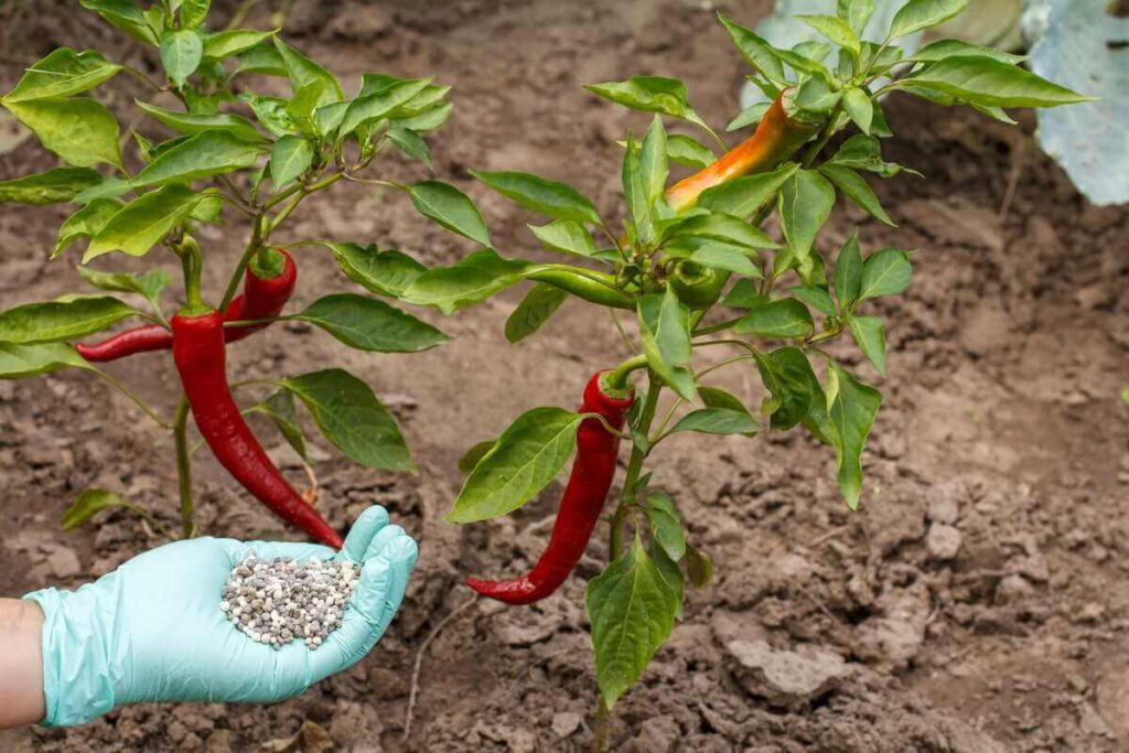 Pipirų tręšimas lauke atliekamas beriant mineralines granules prie sunokusių ilgų raudonų vaisių krūmų.